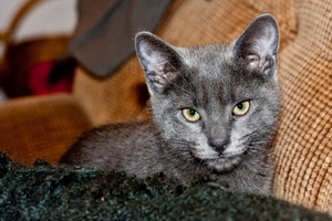 gatto, occhi, orecchie, muso, grigio, micio, felino, animale