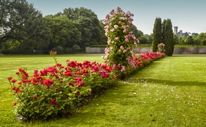 prato, verde, fiori, alberi, erba, giardino, piante, rose, aiuola, rosso, cielo, parco, aiuole, rosa