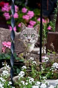 gatto, fiori, occhi, verdi, baffi, verde, ringhiera, rosa, animali, sfocato