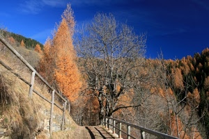 alberi, sentiero, cielo, staccionata, autunno, rami, montagna, bosco, legno