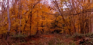 autunno, foglie, alberi, bosco, rami, giallo