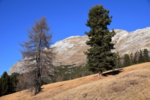 alberi, montagna, verde, due, cielo, montagne, prato, paesaggio, azzurro, roccia
