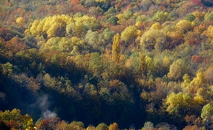 alberi, bosco, verde, autunno, giallo, fumo, marrone, foglie, piante