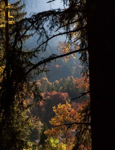 rami, alberi, bosco, autunno, verde, foglie, giallo, arancione, piante, luce