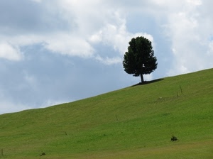 prato, albero, nuvole, verde, cielo, erba, collina, campo, pianta