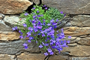 viola, fiori, muro, pietre, erba, foglie, verde