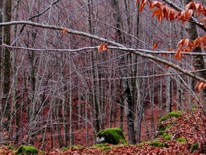 foglie, bosco, autunno, rami, alberi, verde, tronchi