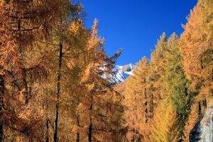 alberi, montagna, autunno, bosco, cielo, abeti, neve, giallo, rami