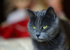 gatto, occhi, animale, grigio, felino, nero, verdi, muso, baffi