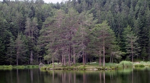 alberi, lago, bosco, acqua, riflesso, rami, riflessi, abeti, piante