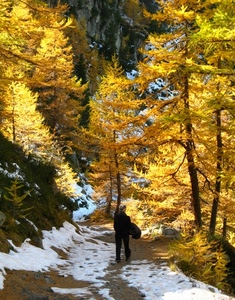 neve, alberi, giallo, sentiero, bosco, strada, bianco, inverno, foglie, autunno