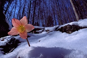 fiore, neve, alberi, petali, inverno, rosa, bosco, bianco
