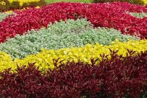 rosso, fiori, verde, giallo, aiuola, foglie, aiuole, colori, piante