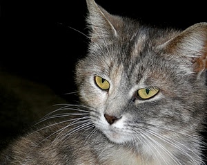 gatto, occhi, grigio, orecchie, animale, pelo, baffi, naso, felino, vibrisse, muso, micio, nero, giallo