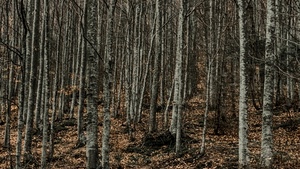 bosco, alberi, foglie, rami, tronchi, grigio, marrone, autunno, erba, secche, sottobosco