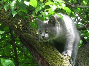 gatto, albero, foglie, grigio, verde, ramo, occhi