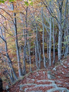 alberi, bosco, foglie, autunno, rami, tronchi, sentiero, sassi