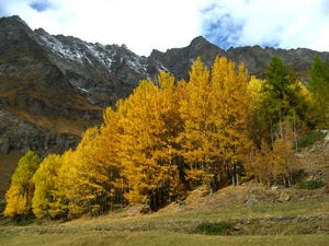 alberi, autunno, montagne, montagna, giallo, verde, neve, bosco