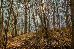 alberi, foglie, bosco, rami, sole, autunno, ombre, cielo, controluce, tronchi, tronco