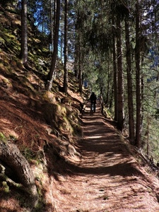 alberi, sentiero, bosco, rami, verde, pini, ombre, montagna, ombra, tronchi, uomo, foglie, terra, persona