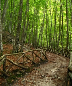 bosco, alberi, verde, staccionata, sentiero, foglie, strada