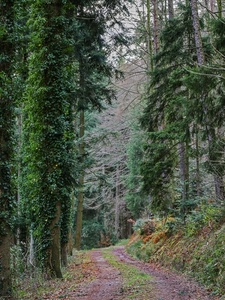 alberi, bosco, verde, strada, sentiero, edera, rami, pini, piante