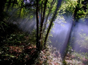 alberi, bosco, foglie, verde, raggi, rami, natura, luce, sole, tronchi