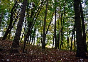 bosco, foglie, alberi, verde, tronchi, rami, autunno