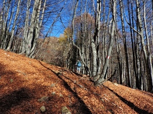 alberi, bosco, foglie, rami, autunno, ombre, persona