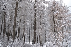 alberi, bosco, neve, inverno, bianco, rami, tronchi