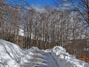 neve, alberi, strada, inverno, bosco, bianco