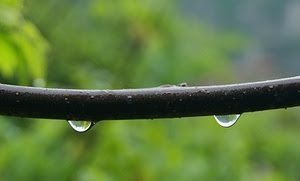 gocce, ramo, due, verde, pioggia, sfocato, acqua, macro, bagnato