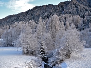 neve, alberi, inverno, montagna, bosco, bianco, montagne