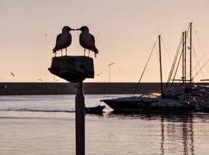 barche, gabbiani, due, mare, uccelli, porto, acqua, controluce, alberi, molo