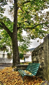 albero, panchina, foglie, verde, autunno, muro