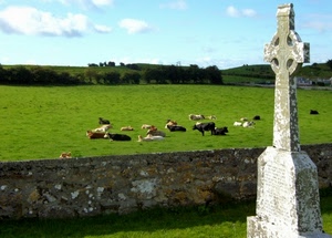 croce, mucche, prato, verde, cimitero, animali