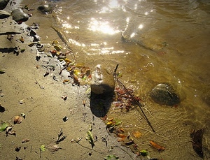 acqua, foglie, riflesso, sabbia, sasso, sassi, riva, mare, fiume, pietre, pietra, riflessi