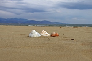 conchiglie, sabbia, mare, spiaggia, nuvole, bianco