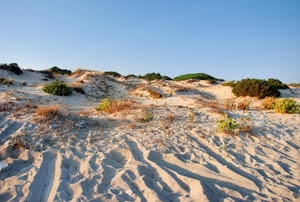 sabbia, cespugli, spiaggia, dune, verde, cielo, impronte, mare, erba, duna