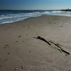 mare, sabbia, onde, spiaggia, cielo, alghe, legno, acqua, sassi, conchiglie, rami, azzurro, orizzonte