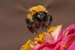 fiore, insetto, ape, occhi, antenne, giallo, ali, rosa, petali, pistilli, macro