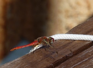 corda, legno, libellula, insetto, rosso, zampe, ali, macro, bianco, sfocato, insetti, marrone