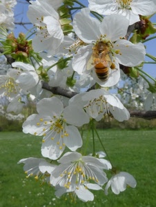 fiori, ape, insetto, bianco, petali, pistilli, primavera, verde