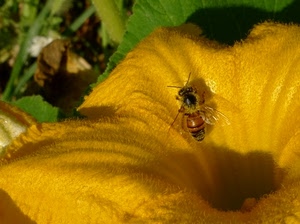 giallo, ape, fiore, insetto, ali, foglie, verde
