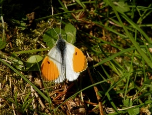 farfalla, erba, ali, giallo, insetto, bianco, verde, arancione