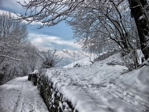 neve, alberi, inverno, rami, bianco, montagna, montagne, cielo