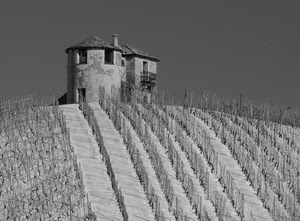 collina, bianconero, viti, filari, casa, vigneto, neve, casolare