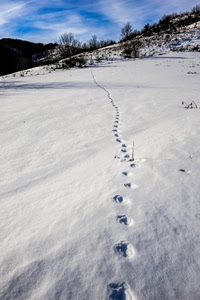 neve, alberi, orme, montagna, inverno, cielo, nuvole, impronte, bianco