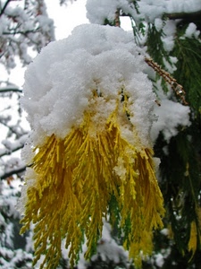neve, inverno, giallo, ramo, foglie, albero, bianco, macro, abete, rami