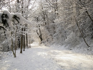 neve, alberi, inverno, strada, rami, bosco, bianco